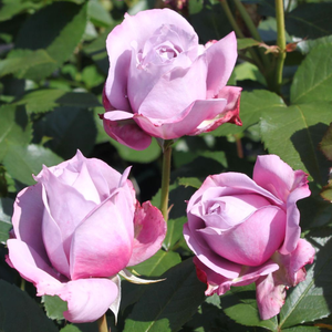 Nostalgična vrtnica - Roza - Novalis ® - 